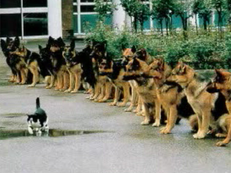 Der USA Bären-Thread 321700