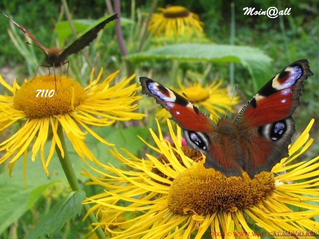 1.452.DAX Tipp-Spiel, Montag, 27.12.10 368469