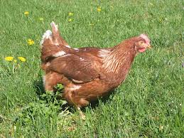 Commerzbank auf dem Weg zum Pennystock 578996