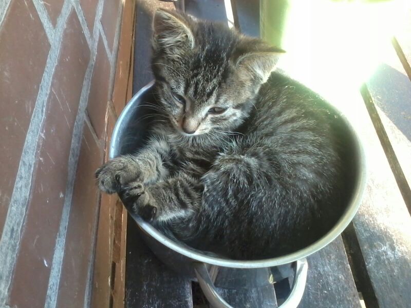 Mainz Biomed 1333787