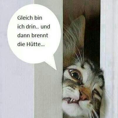 PAION Eine Fledermaus lernt wieder fliegen 759728