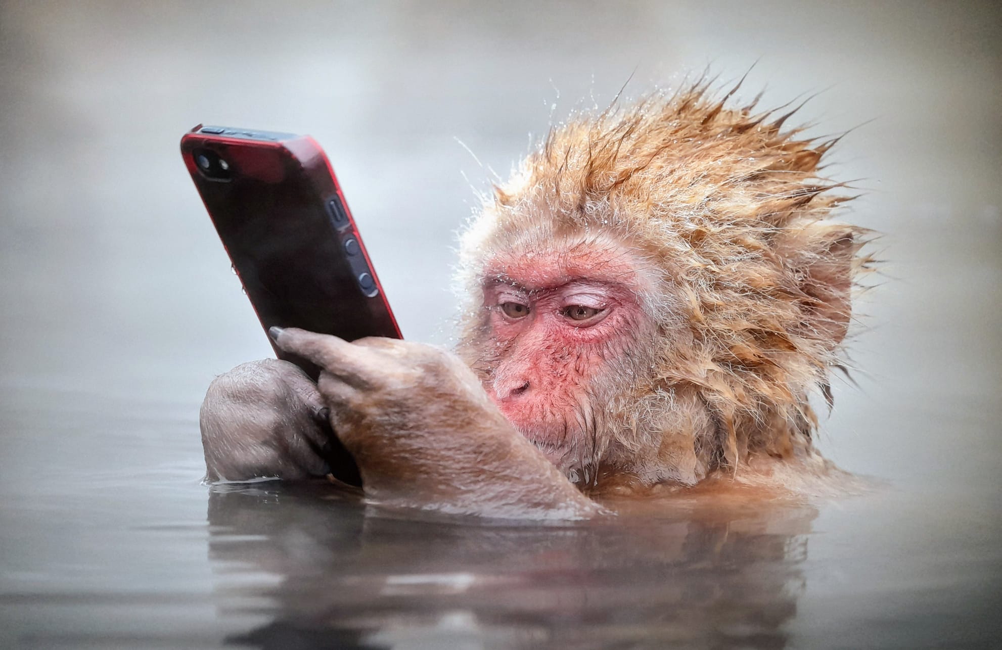 AMC Entertainment Holdings 2.0 - Todamoon?!? 1299310