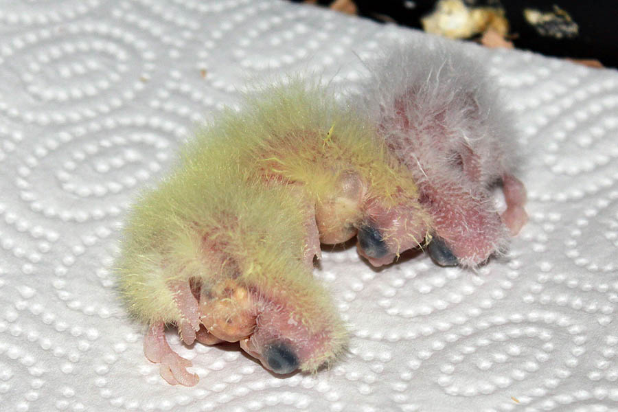 Conergy, Pro und Contra... 356760