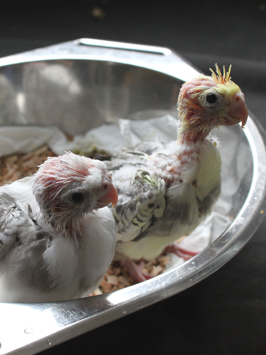 Conergy, Pro und Contra... 356702