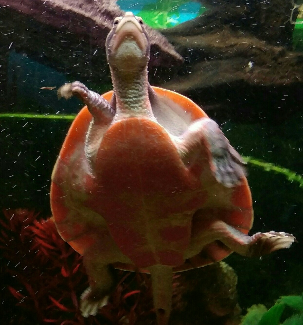 Netcents Technology Thread moderiert A2AFTK 1095514