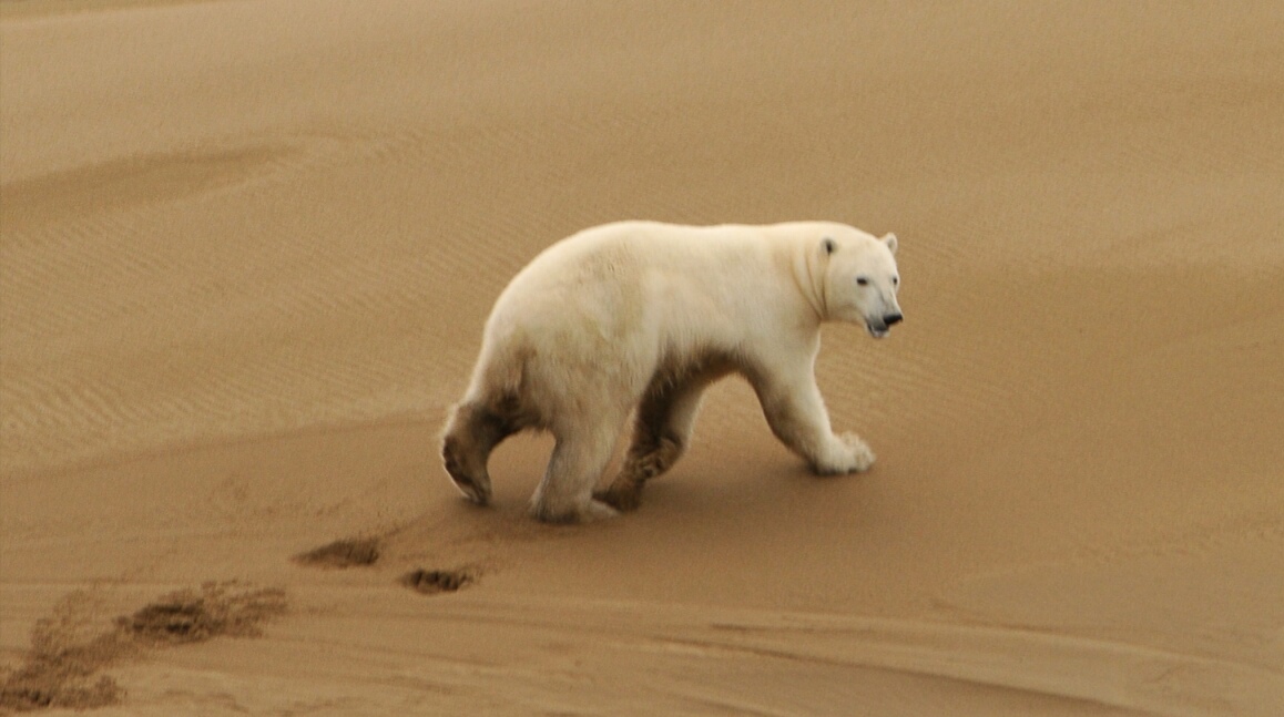 Der USA Bären-Thread 1016135