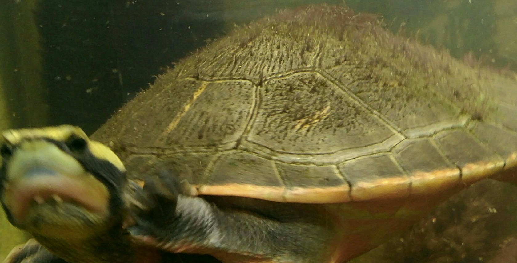 Netcents Technology Thread moderiert A2AFTK 1110991