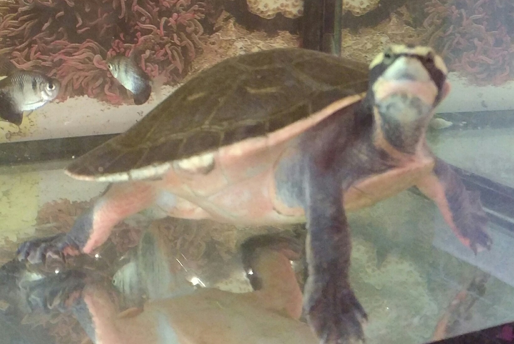 Netcents Technology Thread moderiert A2AFTK 1211329