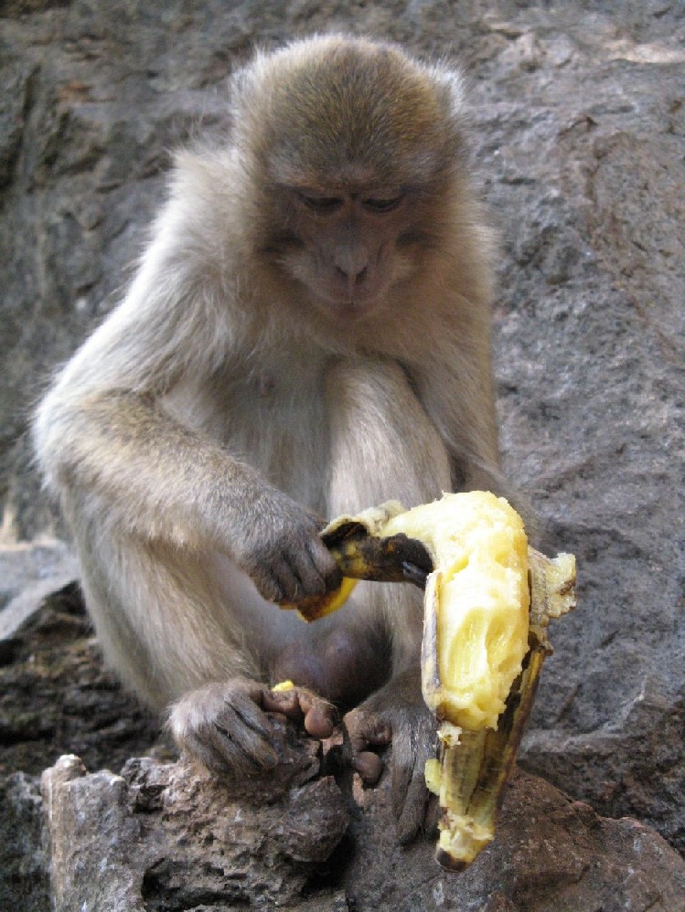 Der USA Bären-Thread 185003