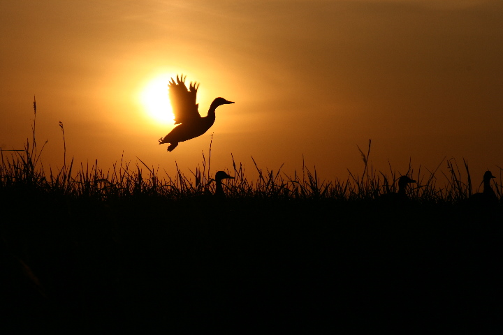 922.DAX Tipp-Spiel *Montag* 24.11.08, 17.45 Uhr 201135