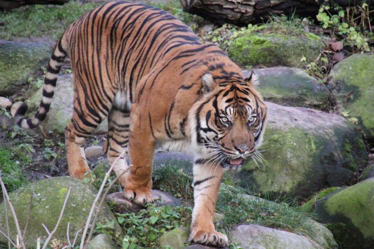 Coop SK Tippspiel (ehem. WMIH) 682004