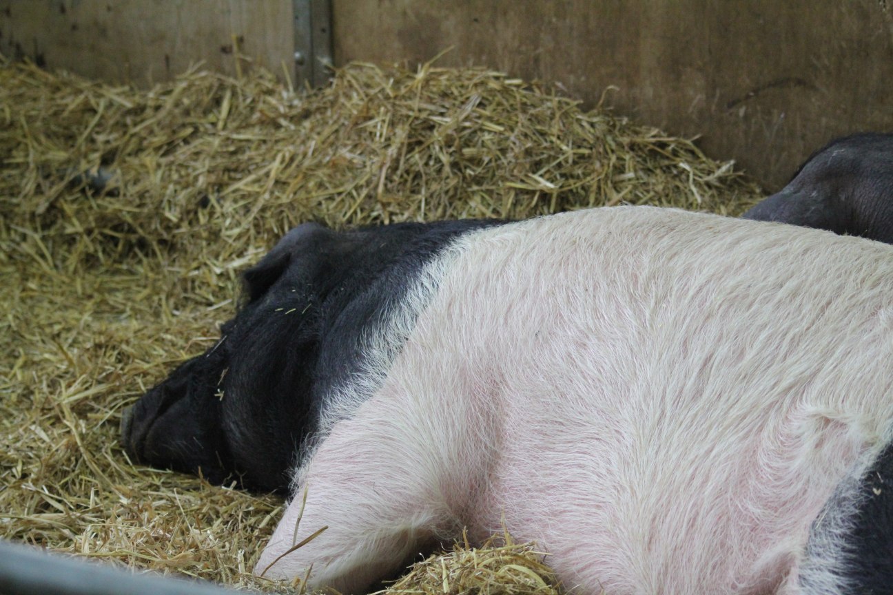 Coop SK Tippspiel (ehem. WMIH) 686297