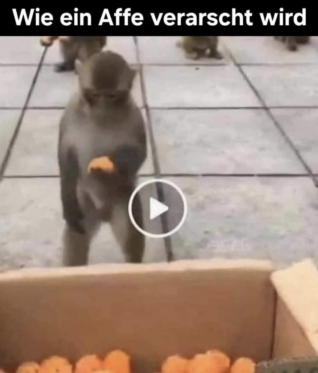 Bitcoin - mehr als eine Spekulationsblase? 1486810