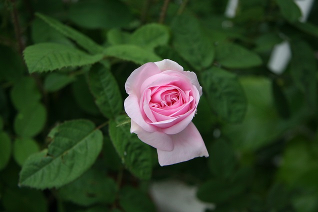 Gold traden - long bzw. short 915476