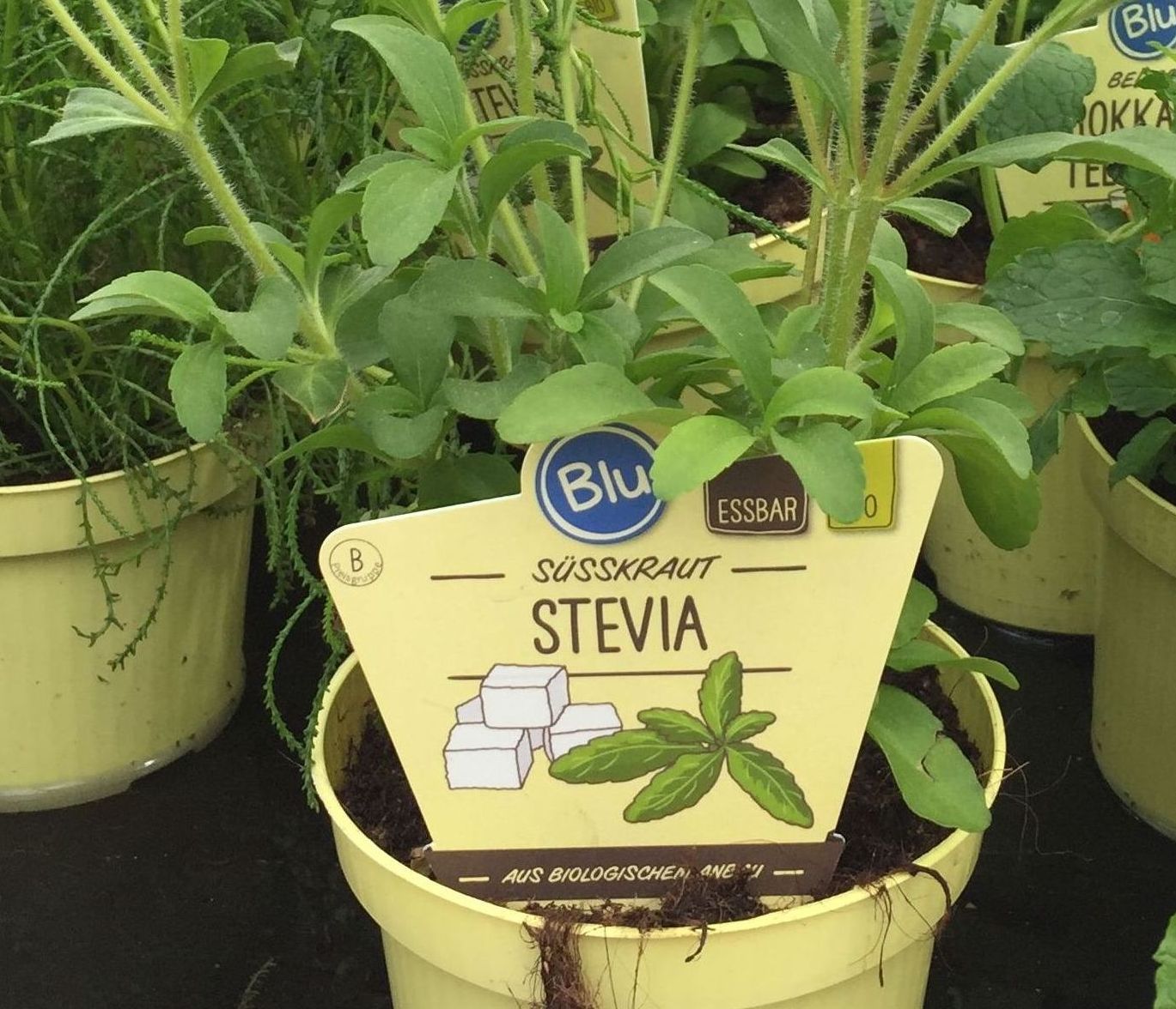 sunwin wird laufen 915113