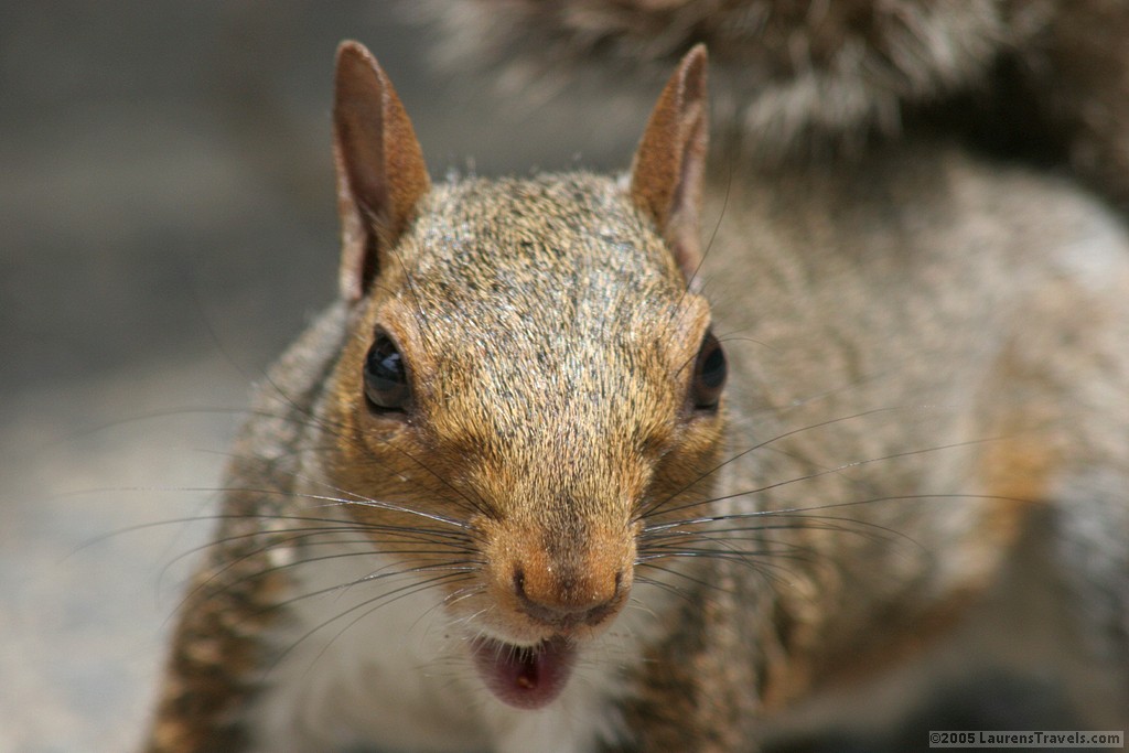 804.DAX Tipp-Spiel, Mittwoch, 11.06.08, 17:45 Uhr 168350