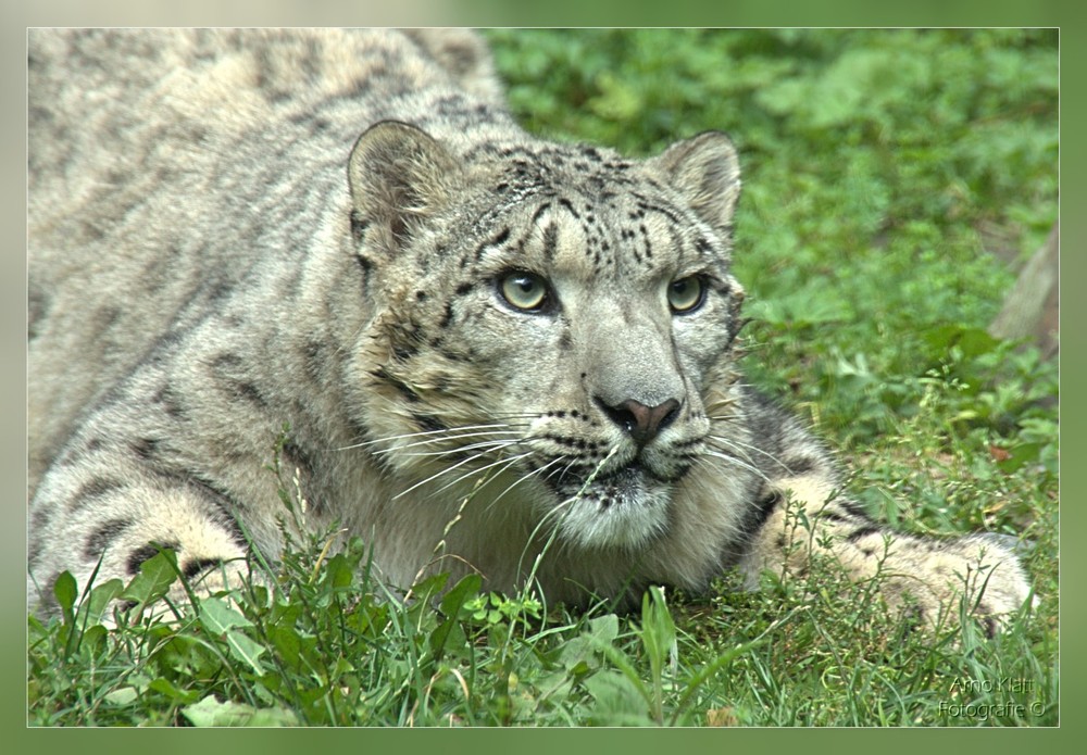 Freunde des Silbers 699319