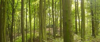 Börse ein Haifischbecken: Trade was du siehst 1296960