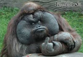 YAHOO steigt und steigt und steigt 876337