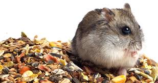 Dax 6000 keine Utopie mehr.... 1162966