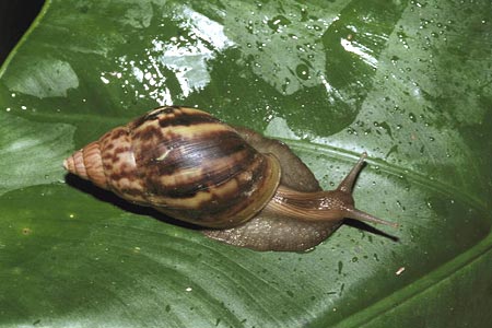 Quo Vadis Dax 2010 - Das Original 368737