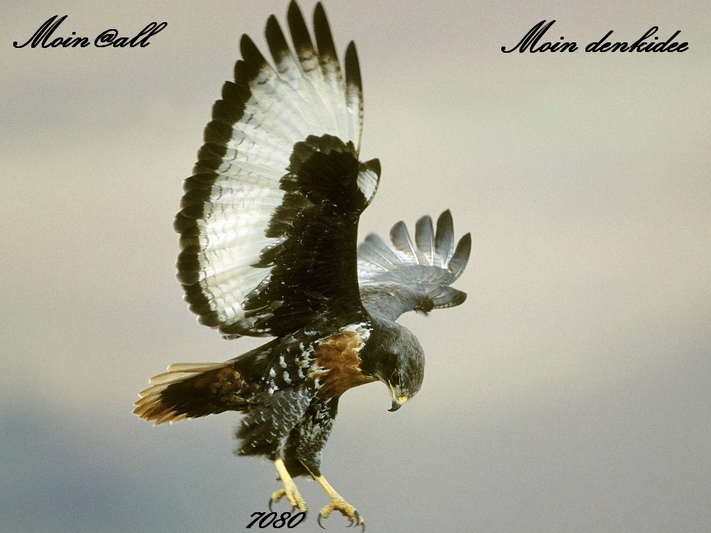 Die Links zu den Sternenkinder (DAX Spiel) 387545