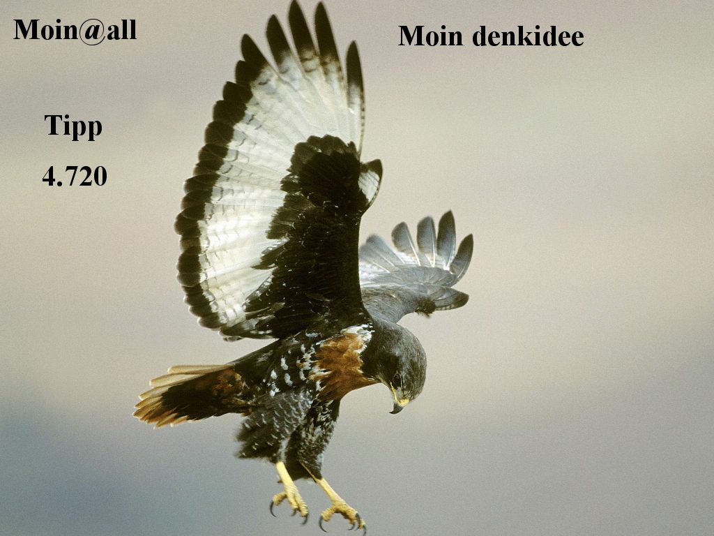 919.DAX Tipp-Spiel *Mitwoch* 19.11.08, 17.45 Uhr 200446