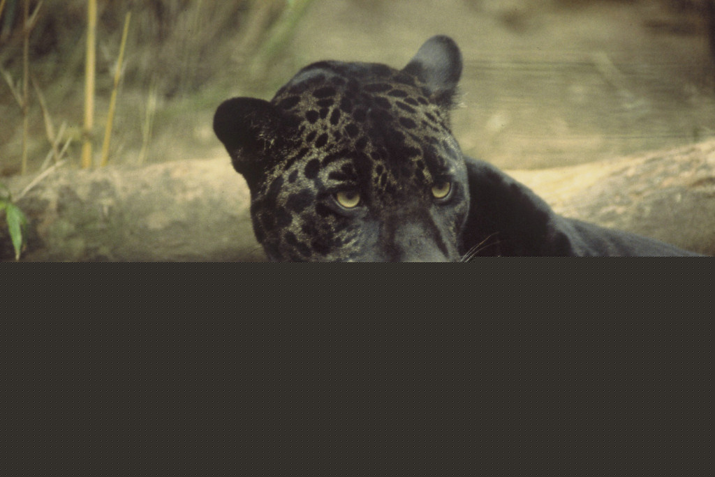 1052.DAX-Tipp-Spiel, Donnerstag 04.06.2009 236508