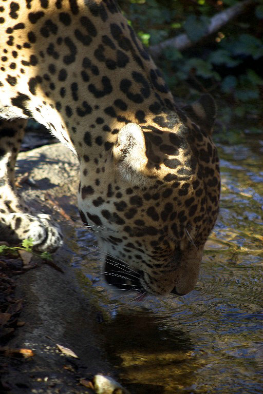 711.DAX Tipp-Spiel, Dienstag, 29.01.08, 17.45 Uhr, 144885