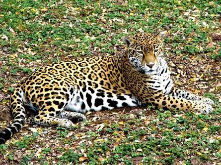 924.DAX Tipp-Spiel *Mittwoch* 26.11.08, 17.45 Uhr 201753