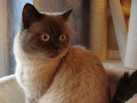 COMMERCE RESOURCES (€ 0,208) 159642