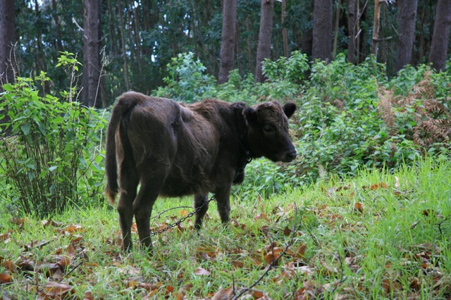 Gold traden - long bzw. short 814786