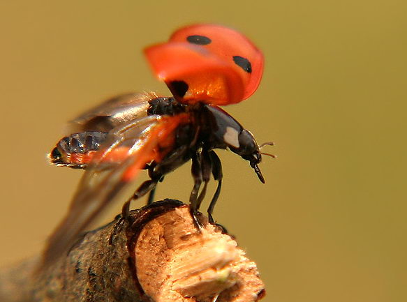 ▶ TTT-Team: Donnerstag, 25.10.2007 127643