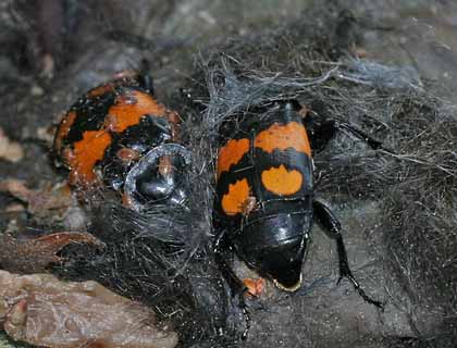 702.DAX Tipp-Spiel, Mittwoch, 16.01.08 142180