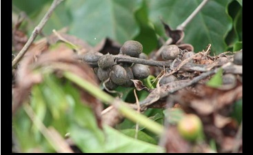 Kaffee long wird interessant 708334