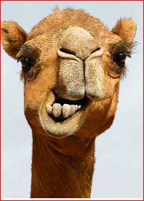 WMI Holdings ! Gibt es eine Alternative ? 808458