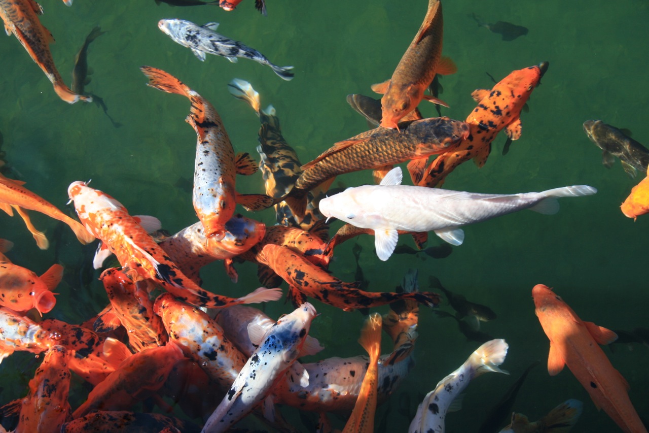 Gold traden - long bzw. short 866919