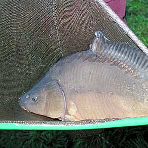 @ ARIVA - Carpman es langt nun!! 53540