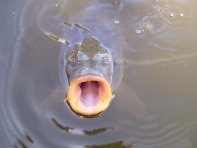 Lehman Brothers Holdings Inc. (LEH) 187418