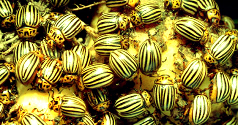 ++ Borussia Dortmund steigt ab ! 832388