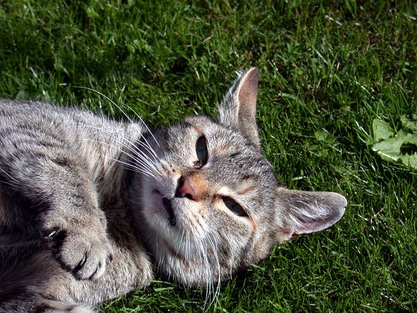 535.DAX Tipp-Spiel, Freitag, 18.05.07 98932