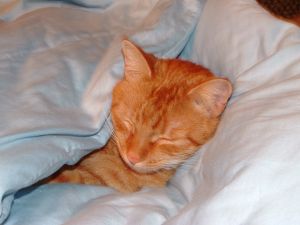 732.DAX Tipp-Spiel, Mittwoch, 27.02.08 150881