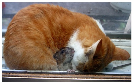 Das Bärengebrüll wird schon wieder lauter, 156795