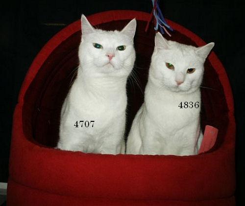 Die Bullen scharren gar nicht mit den Hufen, 240884