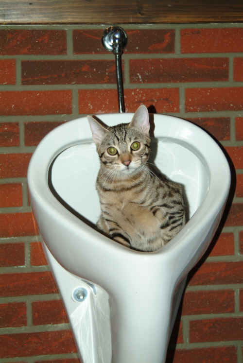 Aqua Society neuer Hype?? 375097