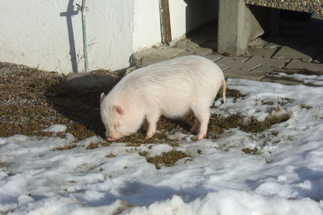 Der USA Bären-Thread 379169