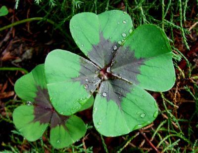 1040.DAX-Tipp-Spiel, Dienstag 19.05.09 233503