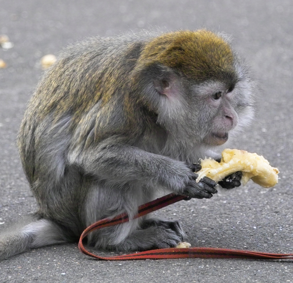 Wenn das Gold redet, dann schweigt die Welt! 270315