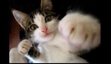 Conergy, wie Phönix aus der Asche ? 271489