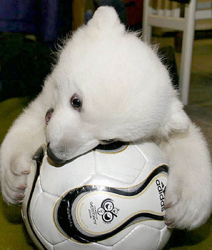 Der USA Bären-Thread 87255